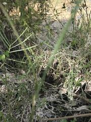 Tiedemannia filiformis image