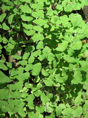 Adiantum braunii