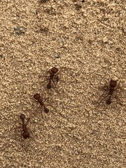 Pogonomyrmex comanche