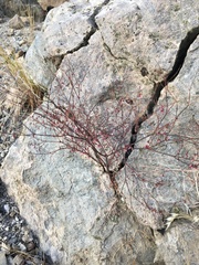 Eriogonum esmeraldense esmeraldense