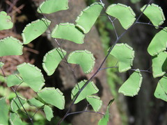 Adiantum braunii