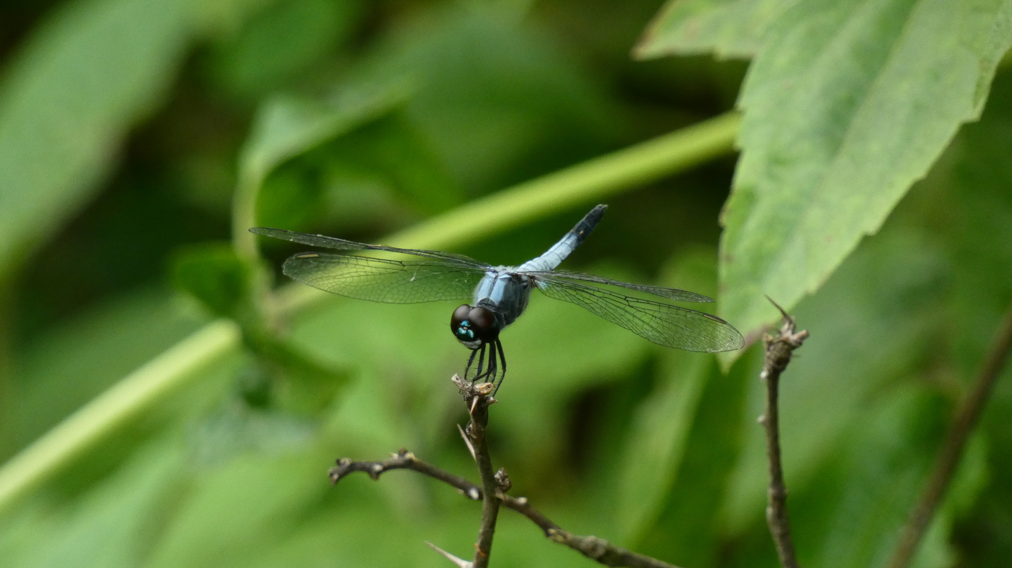 Little Blue Marsh Hawk