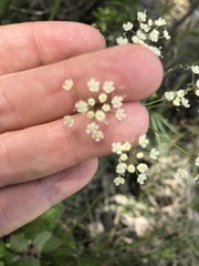 Tiedemannia filiformis image