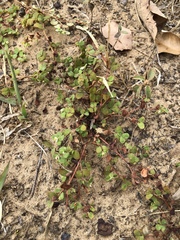 Euphorbia cordifolia