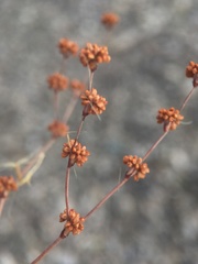 Eriogonum baileyi