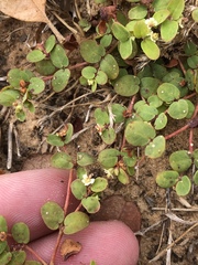 Euphorbia cordifolia