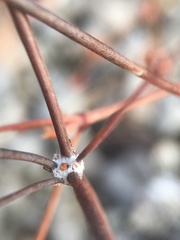 Eriogonum baileyi baileyi