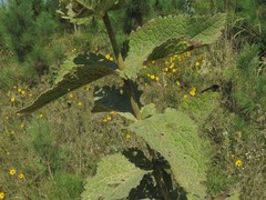 Eupatorium cordigerum
