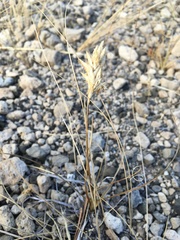 Carex douglasii