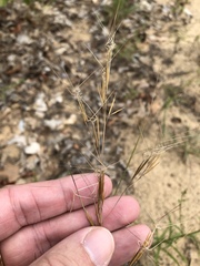 Aristida lanosa