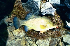 Golden Perch photo 5