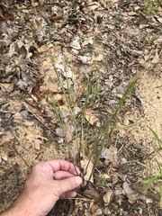 Aristida lanosa