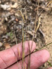 Aristida lanosa