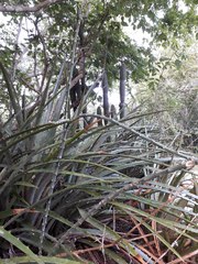 Acanthocereus fosterianus