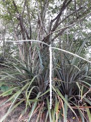 Acanthocereus fosterianus