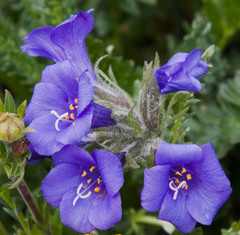 Polemonium confertum