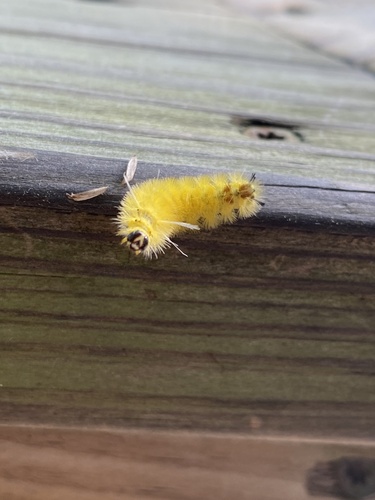 Santa Ana Tussock Moth photo 5