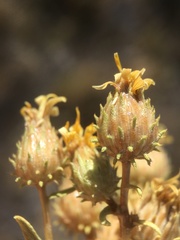 Grindelia fraxinipratensis