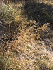 Grindelia fraxinipratensis
