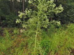 Eupatorium × pinnatifidum