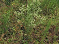 Eupatorium × pinnatifidum
