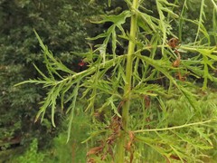 Eupatorium × pinnatifidum