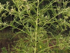 Eupatorium × pinnatifidum