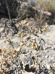 Mentzelia leucophylla