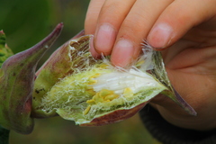 Asclepias otarioides