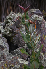 Asclepias otarioides