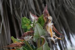 Asclepias otarioides