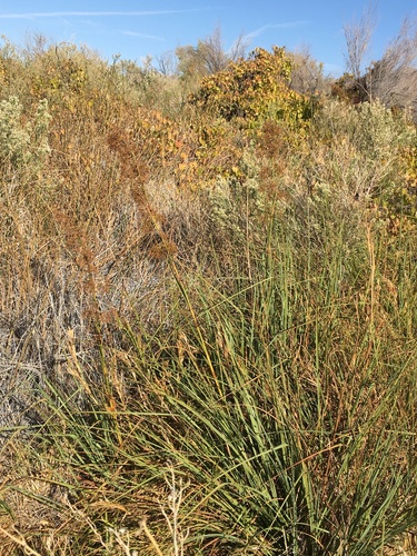 Image of Cladium californicum by (c) Matt Berger, some rights reserved (CC BY)