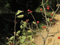 Crataegus collina