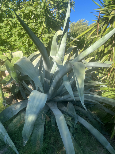 Avistamiento Pita (Agave americana)