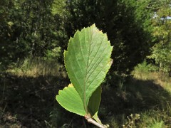 Crataegus collina