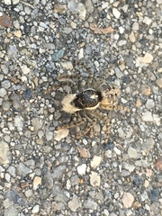 Menemerus semilimbatus