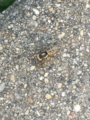 Menemerus semilimbatus