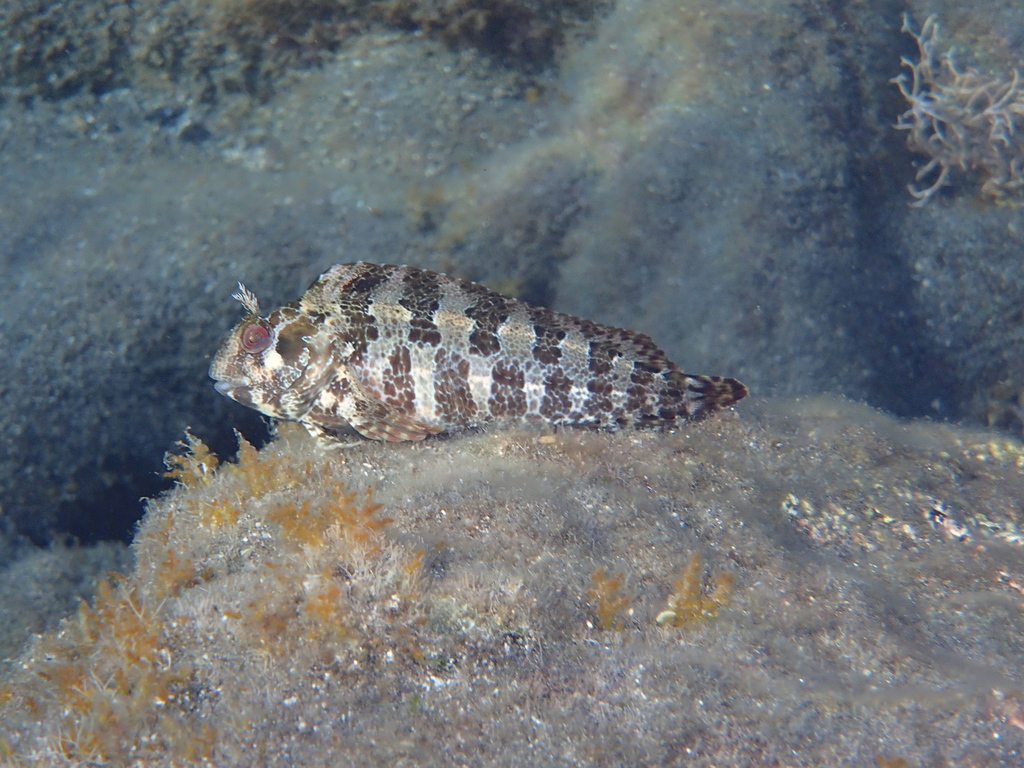 Tompot blenny (Parablennius gattorugine) — Blenniidae