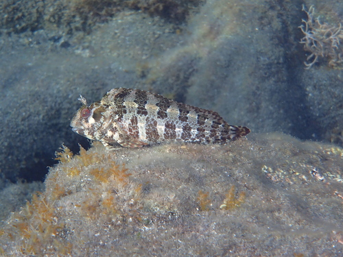 Photo of Tompot blenny (Parablennius gattorugine)