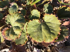 Eriogonum hoffmannii robustius