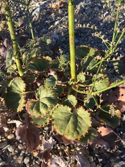 Eriogonum hoffmannii robustius