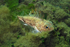 Maxillicosta scabriceps