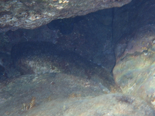 Epinephelus marginatus