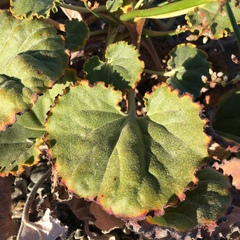 Eriogonum hoffmannii robustius