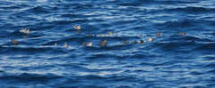 Hydrobates homochroa