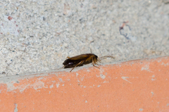 Dromius schneideri