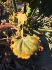 Eriogonum hoffmannii robustius