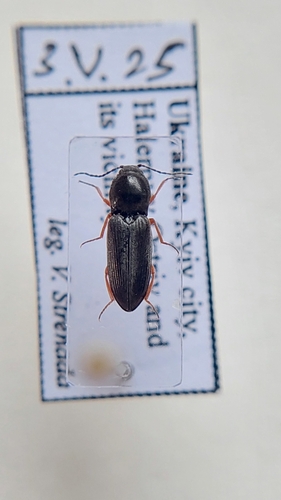Cardiophorus vestigialis
