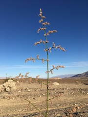 Eriogonum hoffmannii robustius