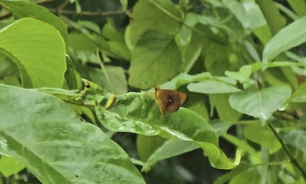 Chestnut Bob